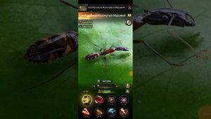The Ants | КАКИХ ГЕНЕРАЛОВ КАЧАТЬ??? | The Ants Underground kingdom