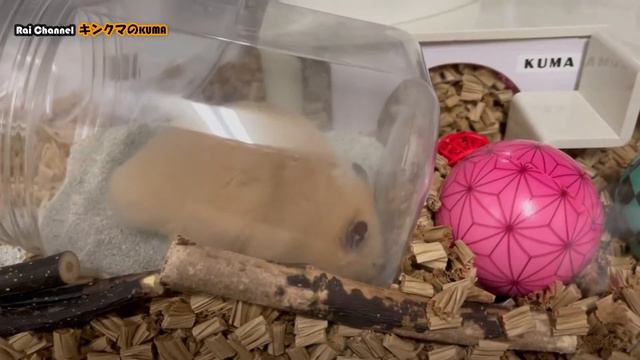 キンクマの砂浴び【かわいいハムスター】ハムスター砂遊び
