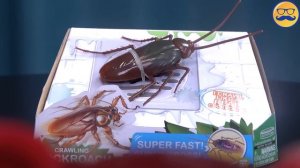 ЖЕЛТОБРЮХ АТАКУЕТ МУММИЮ | ВОТ ЧТО СЛУЧИЛОСЬ НА ХЕЛЛОУИН У ВАЛЕРЫ И ЖЕЛТОБРЮХА