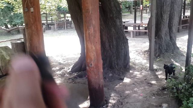 2016.06.16 Обезьяна капуцин Масяня. Кошка охотница. смотреть онлайн