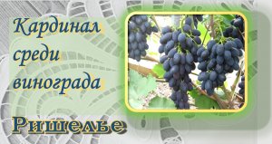 Ришелье виноград
