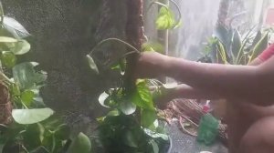 How to plant cuttings from pothos/ Money Plant