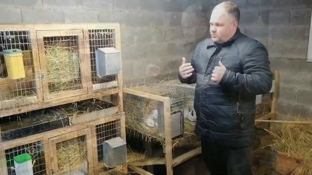 Какие клетки для кроликов выбрать? Сравниваем содержание кроликов в одно- и двухъярусных клетках. смотреть онлайн