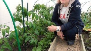 Подвязка томатов без колышков: один раз на весь сезон.