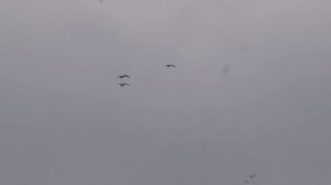 Охота на гуся