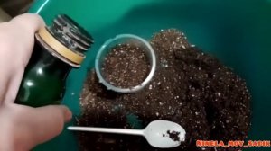 Огурцы на подоконнике. Часть первая :посадка семян и всходы?