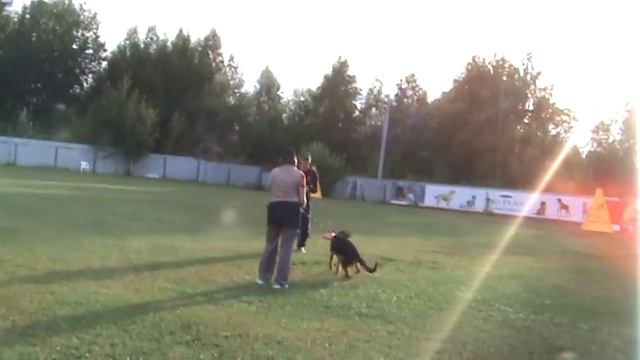 Дрессировка в Ярославле смотреть онлайн