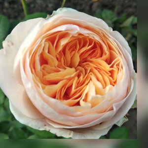 Розы  Джульета, Гранд аморе, Керио, Рэд Пиано закладка розария