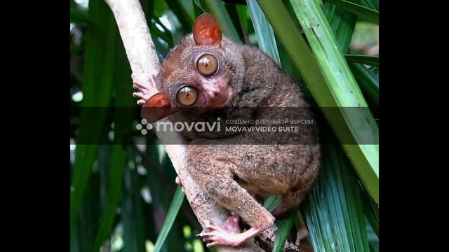 Долгопят: маленький глазастый примат смотреть онлайн