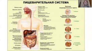 Строение пищеварительной системы. Обзор