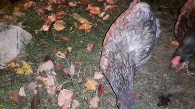 Моя курица умеет говорить!🙂👍 смотреть онлайн