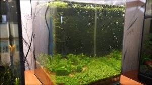 Чистка аквариума Dennerle NanoCube 20L