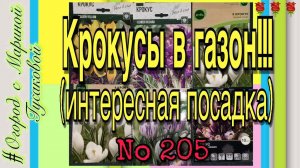 Крокусы посадка прямо в газоне. Луковичные цветы на газоне