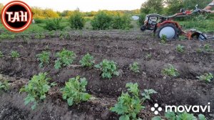 ОКУЧИВАНИЕ КАРТОФЕЛЯ. ДИСКОВЫМ ОКУЧНИКОМ.
