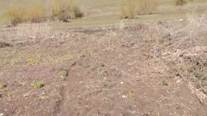 Заработок на помидорах без теплицы. Подготовка участка к высадке рассады