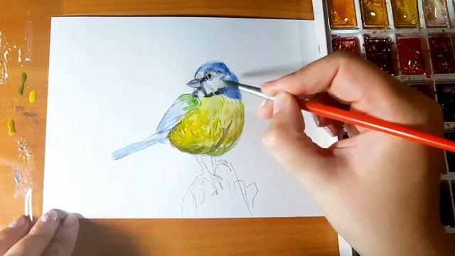Синица. Как нарисовать синицу.