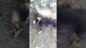 Тайсон - метис ротвейлера и немецкой овчарки