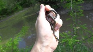 Уж обыкновенный и водяной