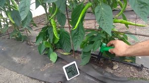 Влагомер почвы WH-02, проверка в теплице