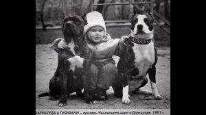 Американский питбультерьер