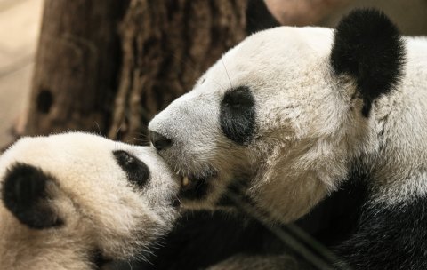 В Московском зоопарке показали милые поцелуи панды Катюши с мамой / События на ТВЦ