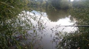 БОКОВОЙ КИВОК  Ловля карпа и карася на горох Летняя мормышка