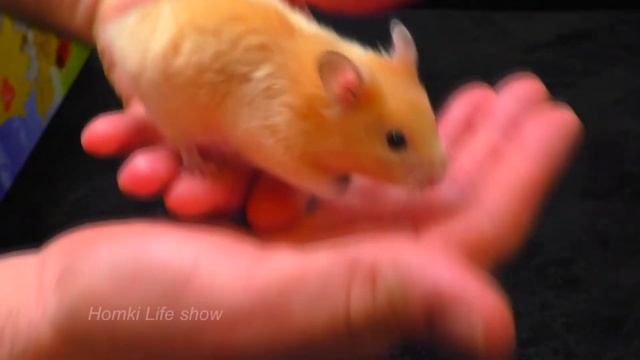 Интересные Моменты из Жизни Сирийского Хомяка Бобби. Веселые видео с Хомяками