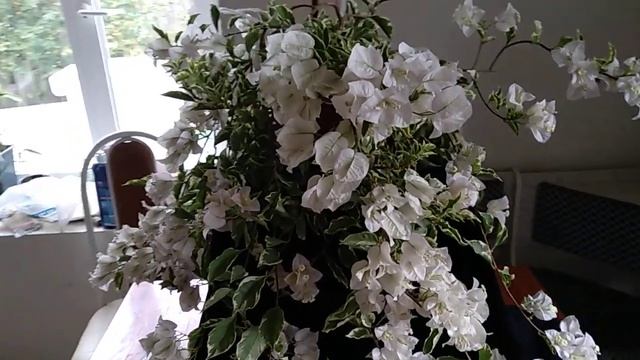 Бугенвиллия Panda
#panda#бугенвиллия#экзотическийцветок#растение#bougainvillea#九重葛