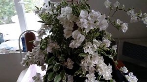 Бугенвиллия Panda
#panda#бугенвиллия#экзотическийцветок#растение#bougainvillea#九重葛