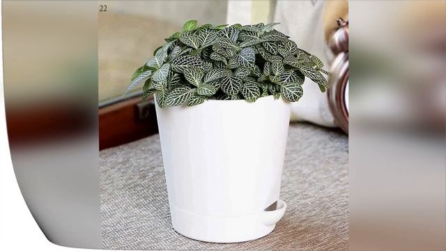 Top 40 Indoor Garden Plants Online in India, Best Indian Gardening