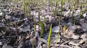 гуляем, ящерица встретила нас