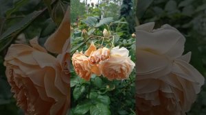 Роза Краун Принцесс Маргарет.💫🌹💛♥️
