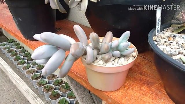 Suculenta Pachyphytum Oviferum / Pedra da lua смотреть онлайн