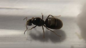 Лазиус нигер -Чёрный садовый муравей (Lasius niger)