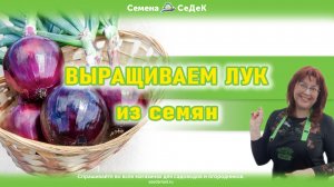 Лук из семян крупнее чем лук из севка!