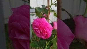 Цикламен Пьер Де Ронсар