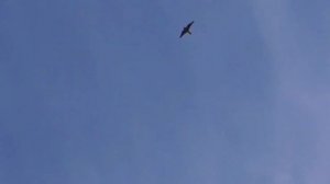 Сокол Сапсан нападает на голубей!!! Falcon Peregrine attacks pigeons!!!