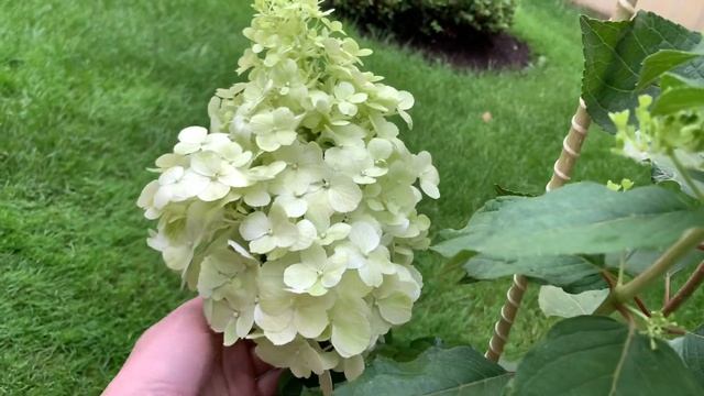 Метельчатая гортензия полярный медведь в первый год посадки. смотреть онлайн