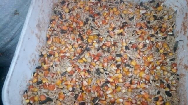 Универсальный корм для ВСЕЙ домашней птицы - результат потрясающий - смотрите сами