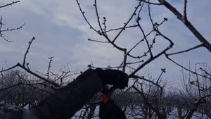 ОБРЕЗКА ФОРМИРОВКА СТАРОЙ ЧЕРЕШНИ, ВИШНИ.