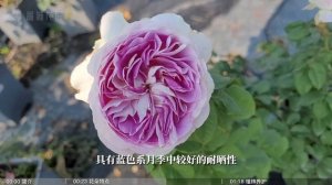蓝月石 Blue Moon Stone，仅凭花色就火爆全网  #rose #review #rosa #月季