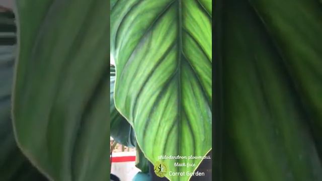 Philodendron Plowmani Black Face ||| vẻ đẹp của gân lực sĩ #philodendron #DucNgoc #carrotgarden