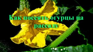 Как посеять огурцы на рассаду