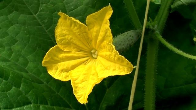 Желтеют Завязи у Огурцов 10 Причин Почему и что Делать смотреть онлайн