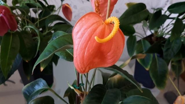 АНТУРИУМ. Коллекция редких антуриумов 4. Антуриумы Шерцера на канале Цветочная фея