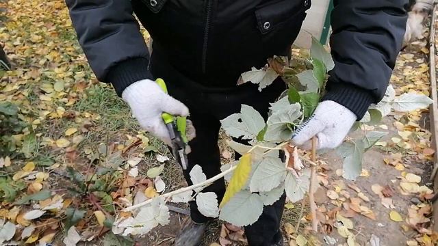 Обрезка малины смотреть онлайн