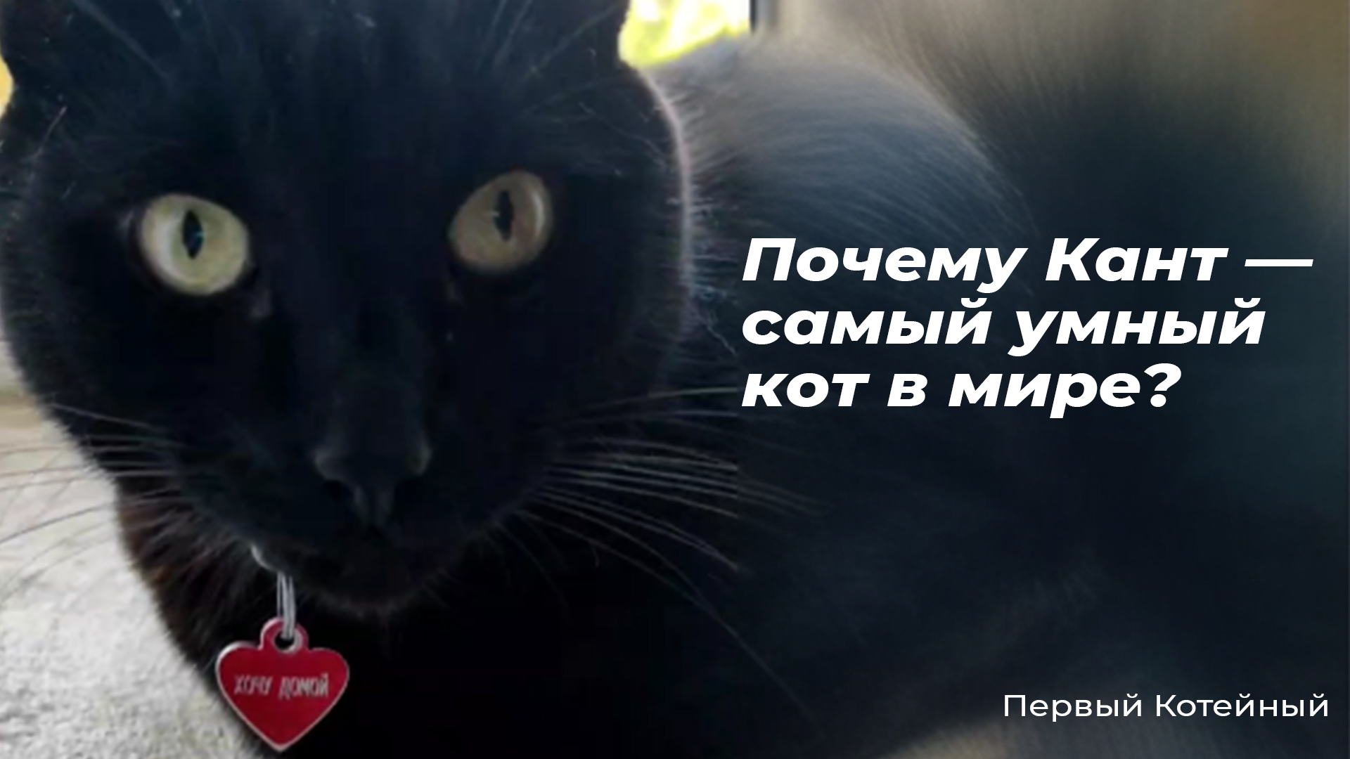 Почему Канта называют самым умным ? котом в мире?