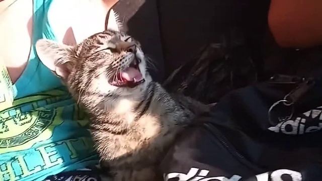 Забавный кот с открытым ртом