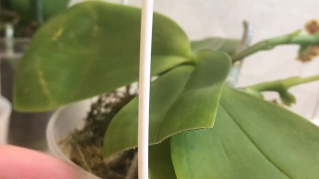 Фаленопсисы. Phal. Natasha Aiko. Дорого? Есть другие, не менее красивые! смотреть онлайн