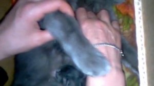 Приручили и бросили...